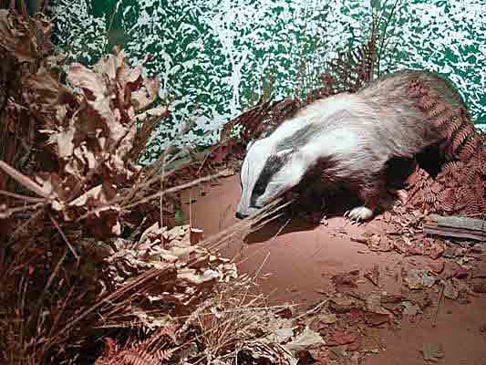 badger.jpg