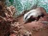 badger_small.jpg