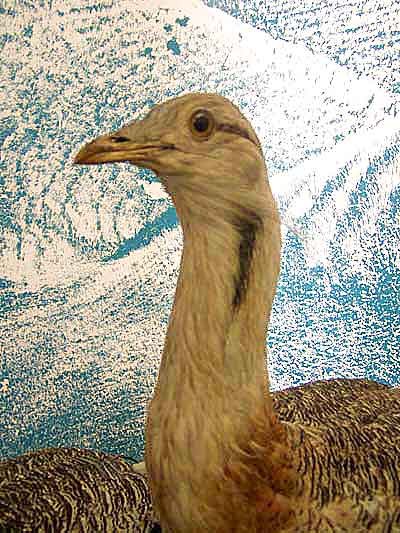gtbustard.jpg