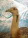 gtbustard_small.jpg