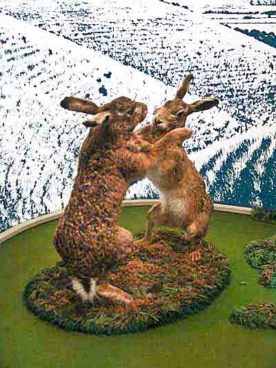 hares.jpg