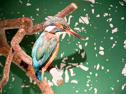 kingfisher.jpg