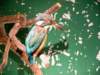 kingfisher_small.jpg