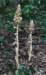 birdsnestorchid2_small.jpg