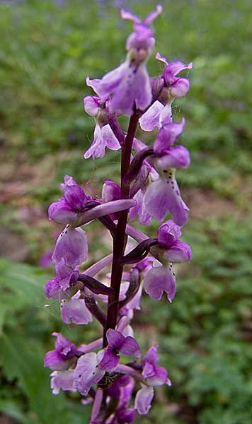 earlypurpleorchid.jpg