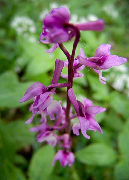 earlypurpleorchid2.jpg
