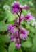 earlypurpleorchid2_small.jpg