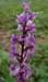 earlypurpleorchid_small.jpg