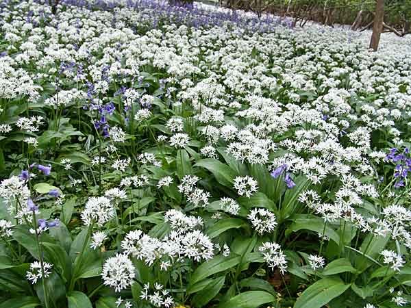 ramsons.jpg