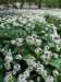 ramsons2_small.jpg