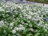 ramsons_small.jpg