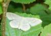 silvergroundcarpetmoth_small.jpg