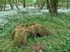 stump_small.jpg