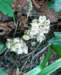 toothwort_small.jpg