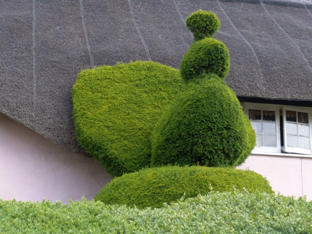 thepeacock.jpg