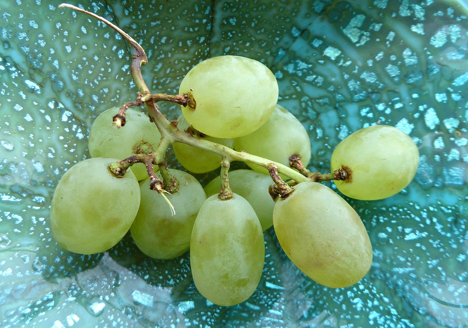 grapes 1