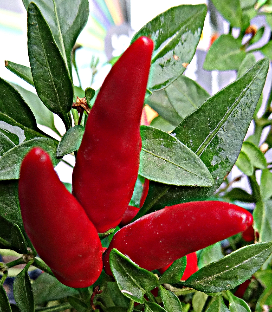 chillies