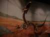 dsc09369_0046_small.jpg