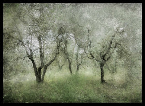 Monteriggiono_Olive_Tree