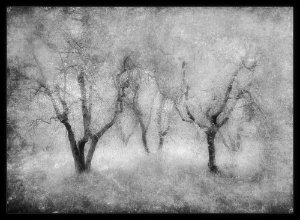 Monteriggiono_Olive_Trees_IR