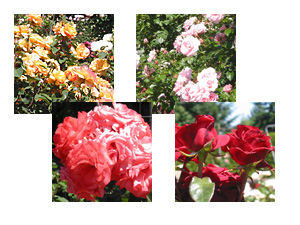 Images used in text fill