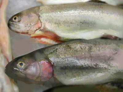 fish