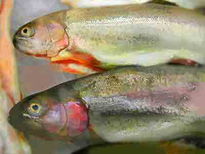 fish h&s