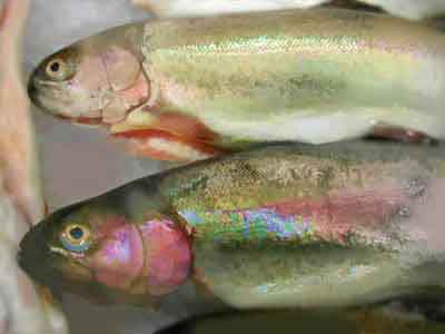 fish painted