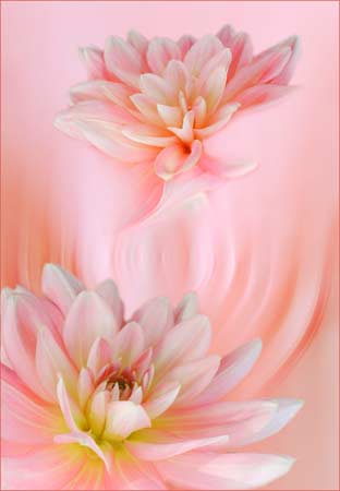 Dahlia Dance