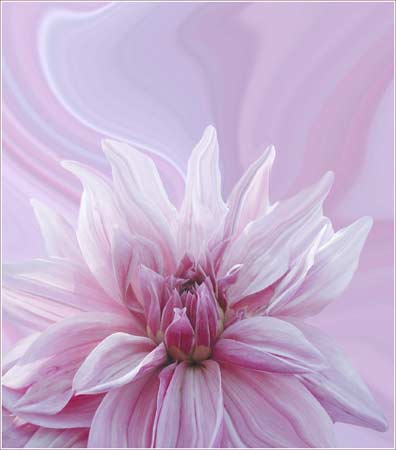 swirling Dahlia