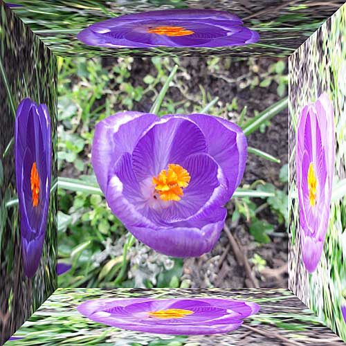 Crocus