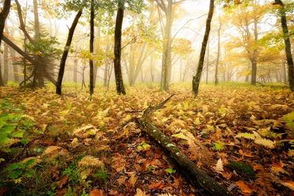 ShenandoahMistFall
