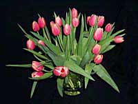Tulips by Ray Curtis