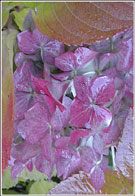 U3A Card Hydranga