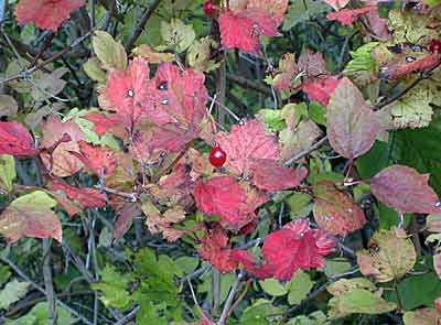 ColourfulHedgerow