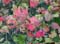ColourfulHedgerow