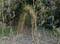 WillowTunnel