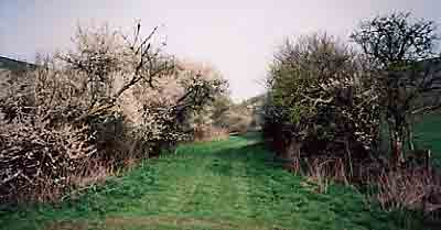 Bishopstone