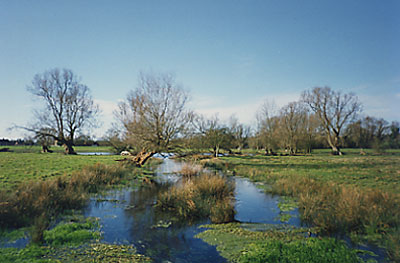 Breamore Marsh