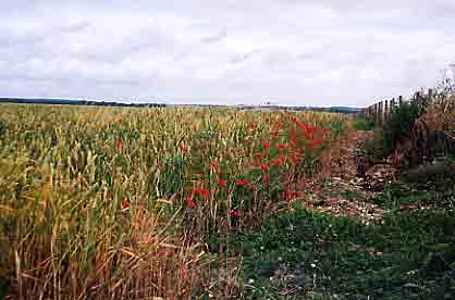 CoombeBissett