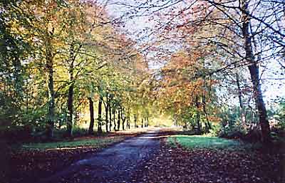 GrovelyWoods