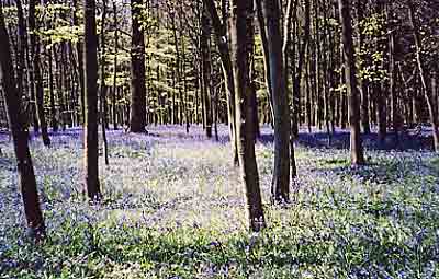 GrovelyWoods