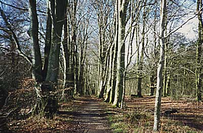 Grovely Woods