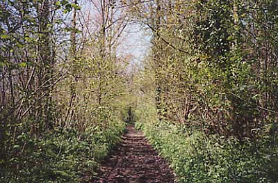 Rookery Lane Breamore