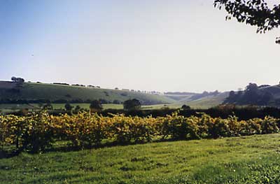 Vineyard Bowerchalke